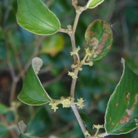 Ziziphus oenopolia (L.) Mill.
